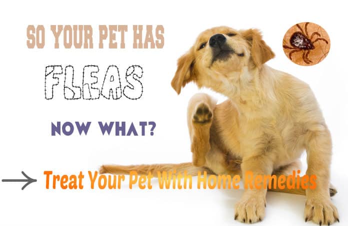 What are some good home remedies for killing fleas?