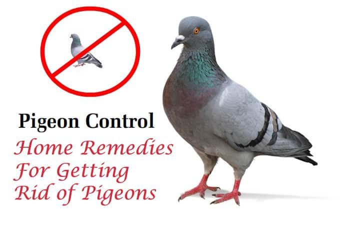 What are some effective methods for scaring pigeons away?
