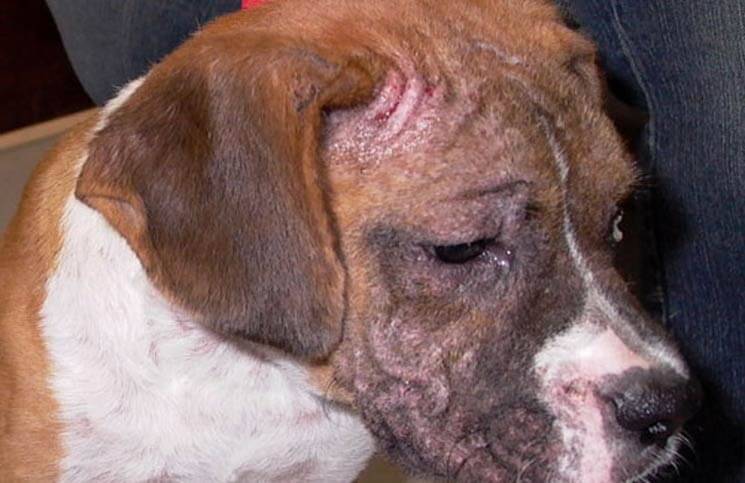 How Do I Get Rid of and Treat My Dogs Mange or Mange in Dogs