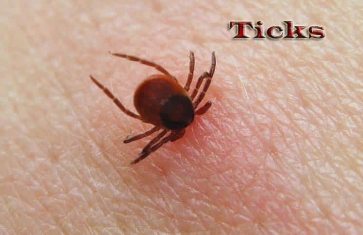 how to get rid of ticks in house