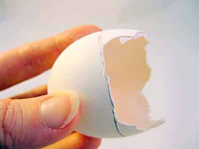 egg shell keep lizards away