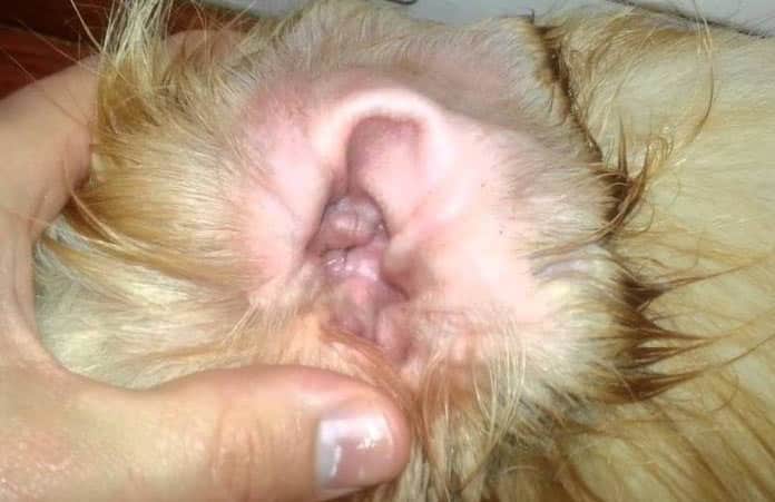 Home Remedies for Dog Ear Infection - Symptoms and Causes