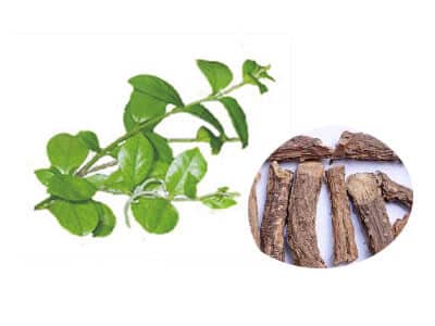 Gurmar-leaves Herb to Lose Weight Quickly