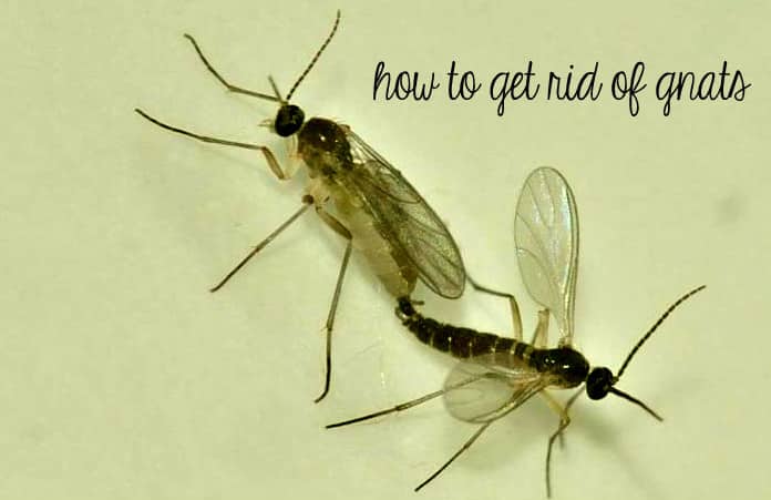 Home Remedies To Get Rid Of Gnats 