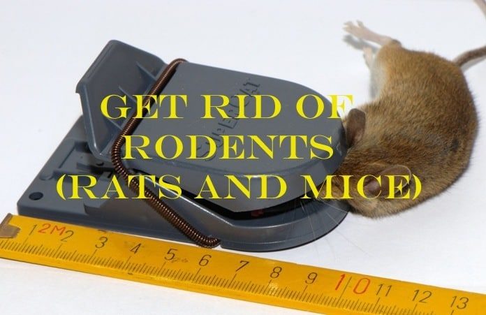 Getting rid of rodents (rats and mice)