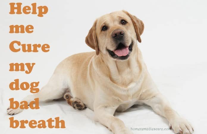 Home Remedies for Curing Bad Breath in Dogs