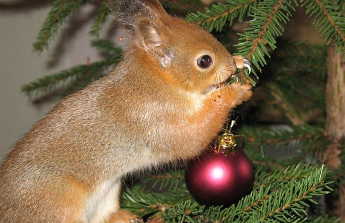 Home Remedies to Getting rid of Squirrels