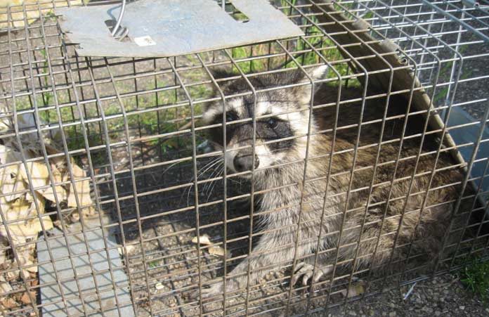Home Remedies for Raccoons Repellent