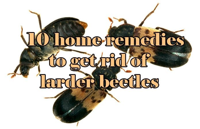 home remedies to get rid of larder beetles
