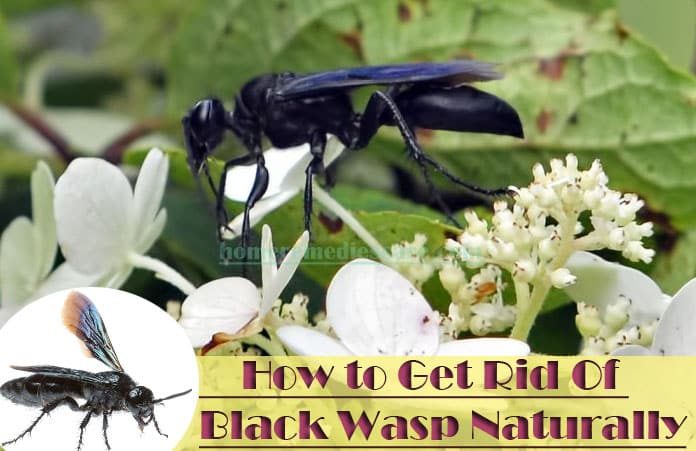 Home Remedies To Get Rid Of Black Wasp Naturally