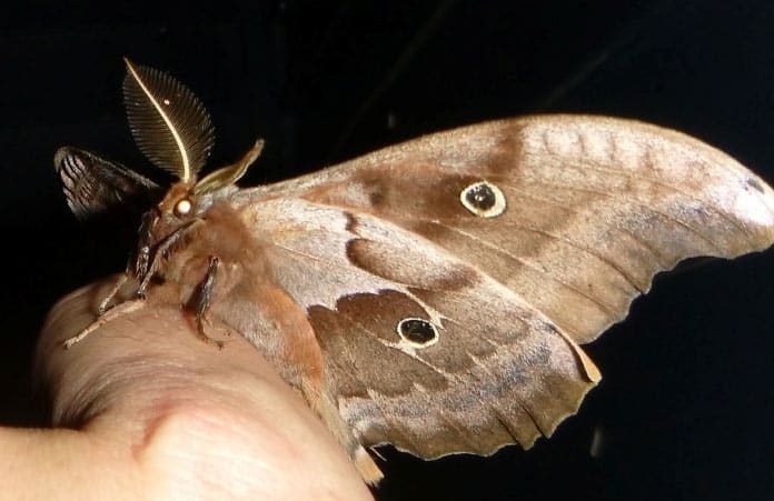 Ways Of Getting Rid Of Moths Naturally