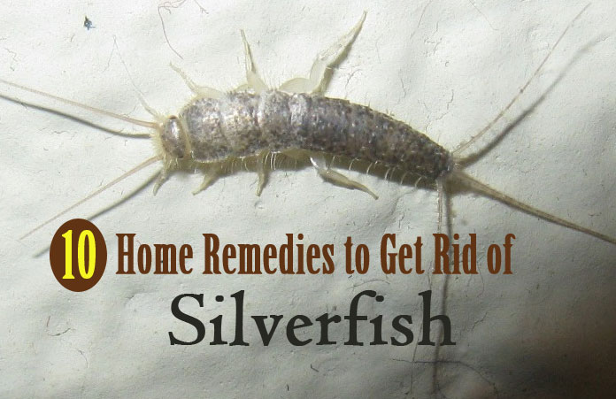 10 Effective Home Remedies For Getting Rid Of Silverfish