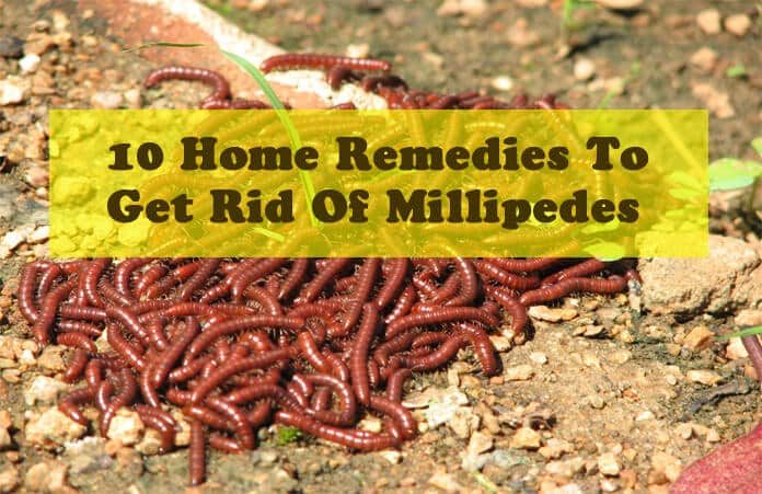 10 Home Remedies To Get Rid Of Millipedes