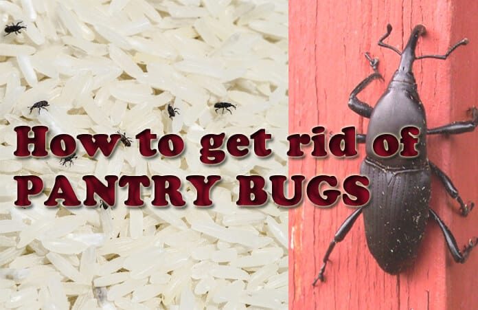 Home Remedies To Get Rid Of Weevils Naturally